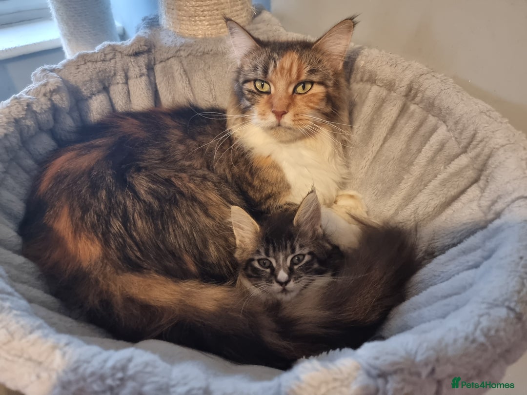 Maine Coon cats for sale: Beautiful Maine Coon kittens  - Image 17