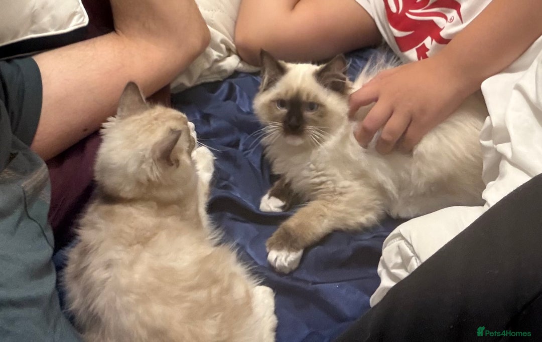 Ragdoll cats for sale: Ragdol male and female 6&5 months old - Image 3