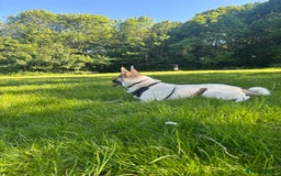 Akita dogs for sale: Rehoming Daisy Open To Offers  in Belvedere - Image 2