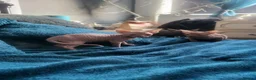 Sphynx cats for sale:  3 Sphynx/bambino kittens - Advert 3
