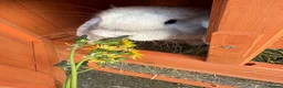 Mini Lop rabbits for sale: Two mini lops  in Chester - Advert 8