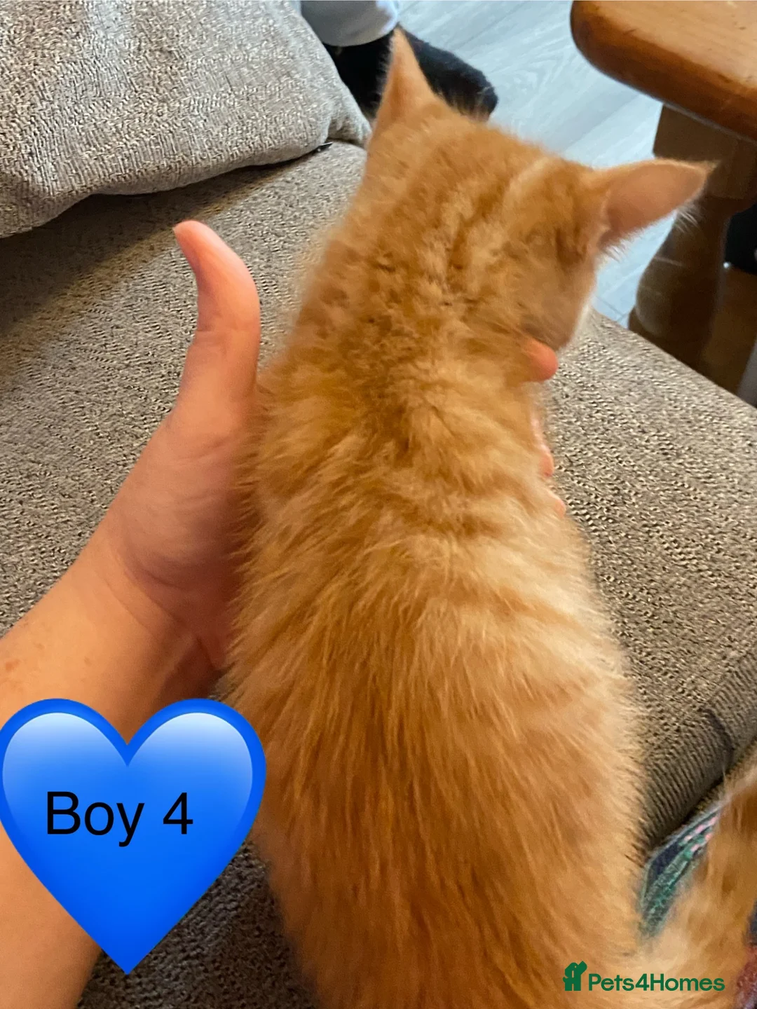 Mixed Breed cats for sale: Gorgeous kittens 🥰 - Advert 22