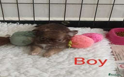Chihuahua dogs for sale: Only one beautiful boy left,he's totally stunning  - Image 6