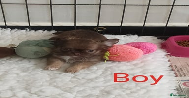 Chihuahua dogs - Advert 15