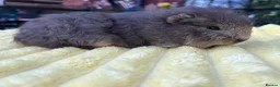 Guinea Pig rodents for sale: Four male guinea pigs  - Advert 6
