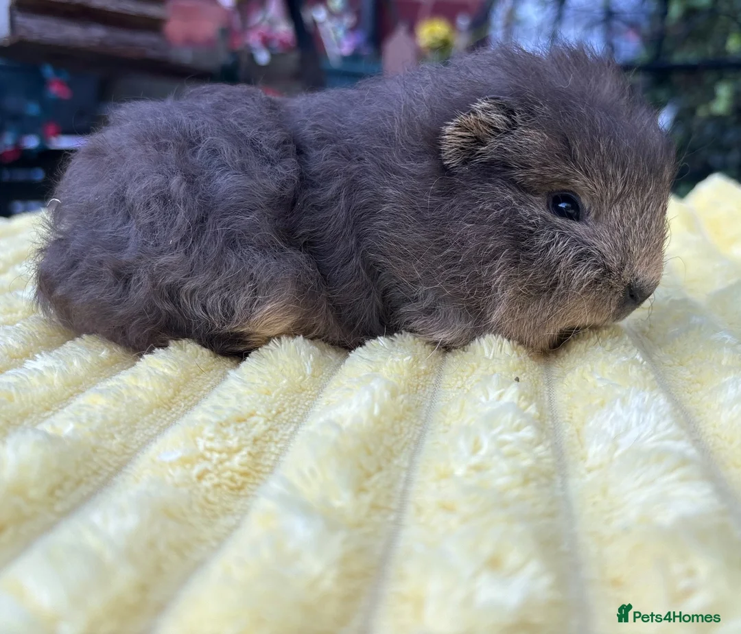 Guinea Pig rodents for sale: Four male guinea pigs  - Advert 6