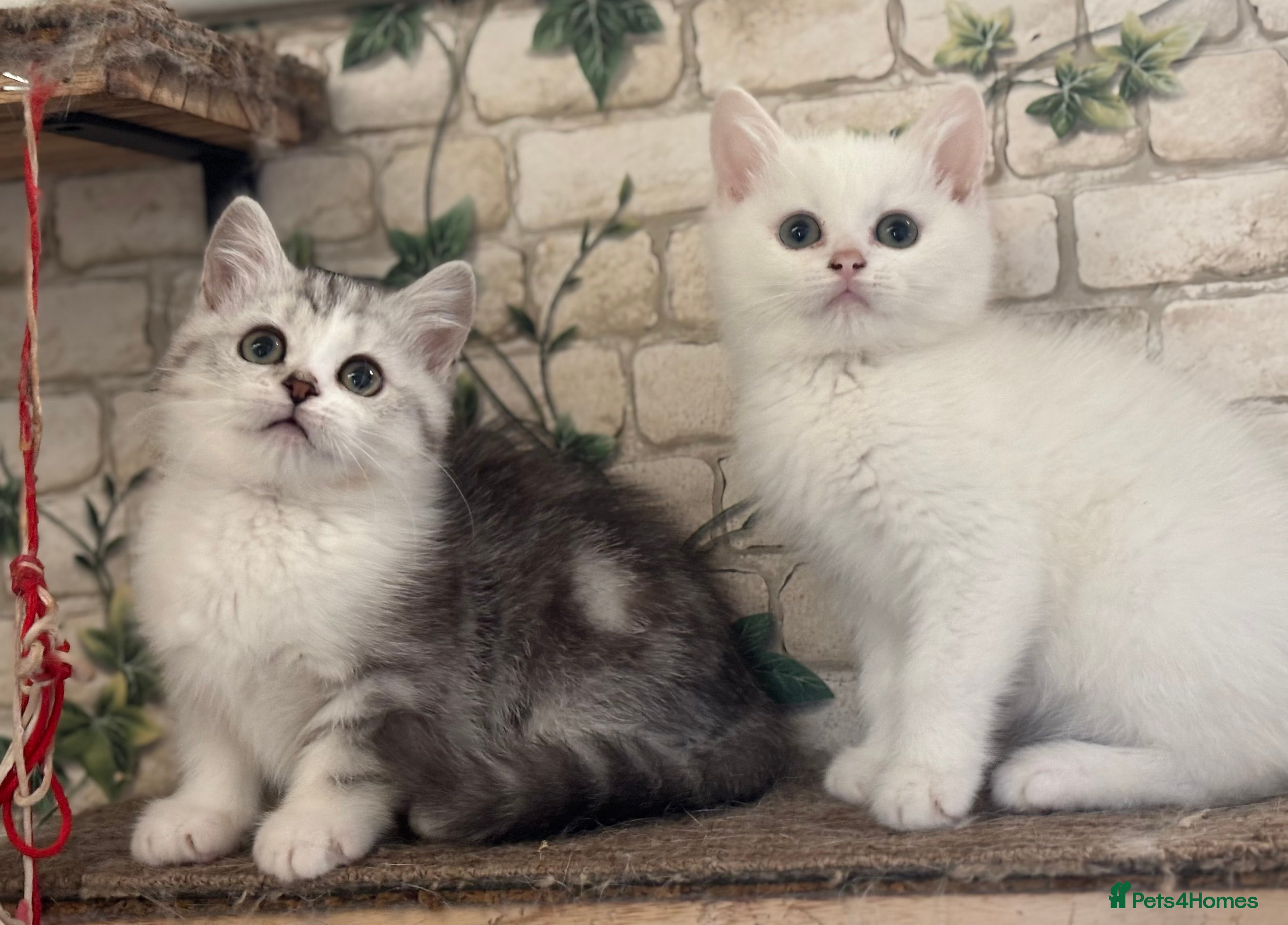 Munchkin cats Full Pedigree Munchkin Kittens  - Advert 13