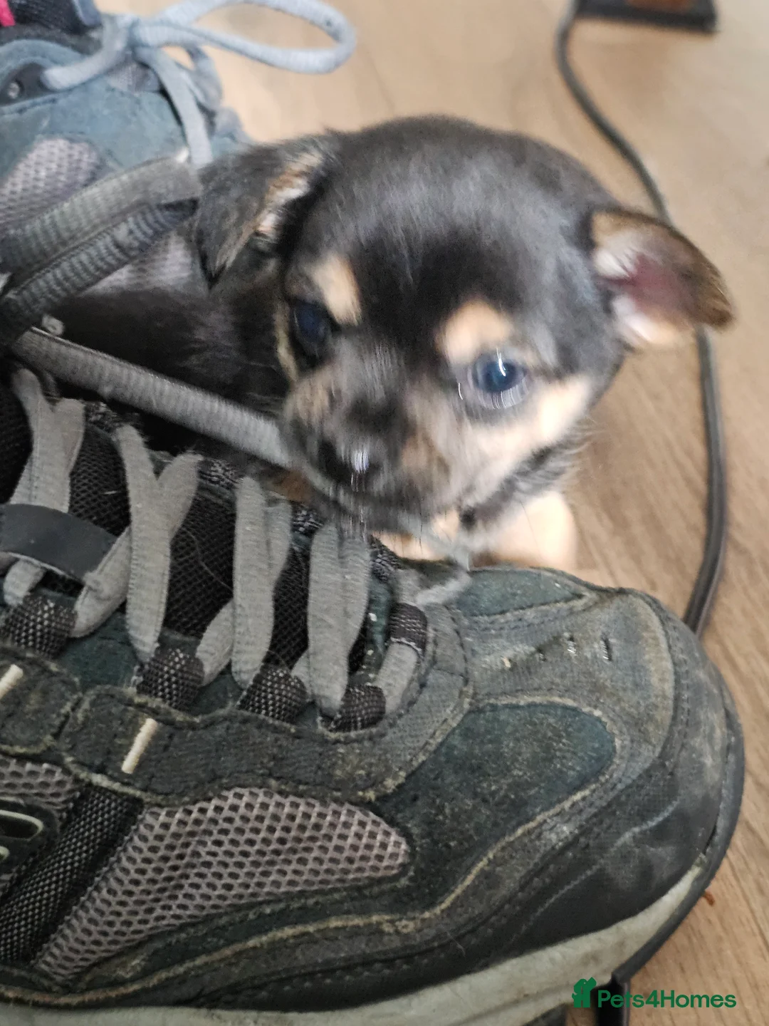 Chihuahua dogs for sale: Chihuahua  - Advert 4