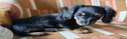 Miniature Dachshund dogs for sale: KC registered Miniature Dachshund Puppies - Advert 4