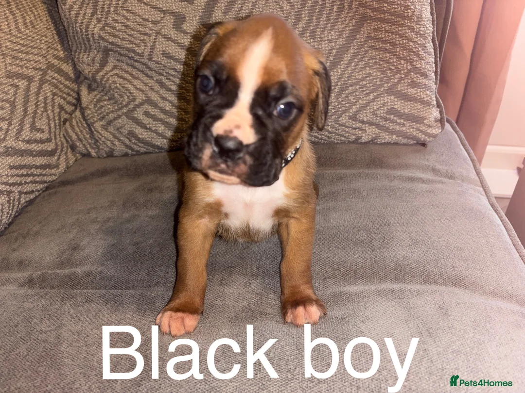 Boxer dogs for sale: KC BOXER PUPPIES - Advert 5