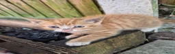 Mixed Breed cats for sale: Adorable Kittens for Sale – 3 Boys, 2 Girls in London - Advert 25