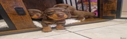 Miniature Dachshund dogs for sale: Beautiful Pups - Advert 17
