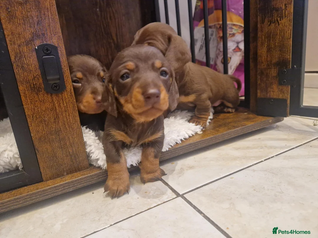 Miniature Dachshund dogs for sale: Beautiful Pups - Advert 17