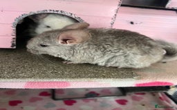 Chinchilla rodents for sale: 2 Female Chinchillas and Full set up!  - Image 35