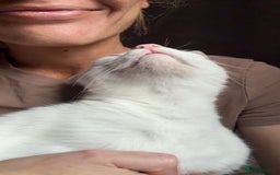 Arabian Mau cats for adoption: Toastie  - Advert 1