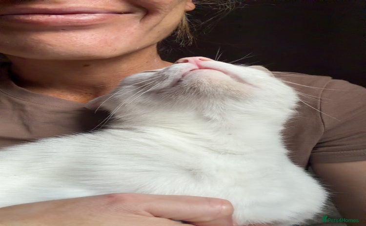 Arabian Mau cats Toastie  - Advert 9