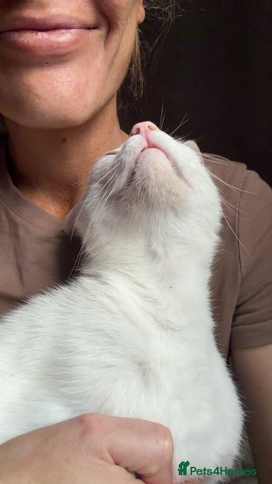 Arabian Mau cats for adoption: Toastie  - Advert 1