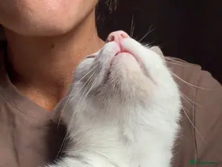 Arabian Mau cats Toastie - Advert 1