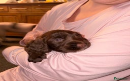 Sprocker dogs for sale: 9 Sprocker puppies  - Image 3