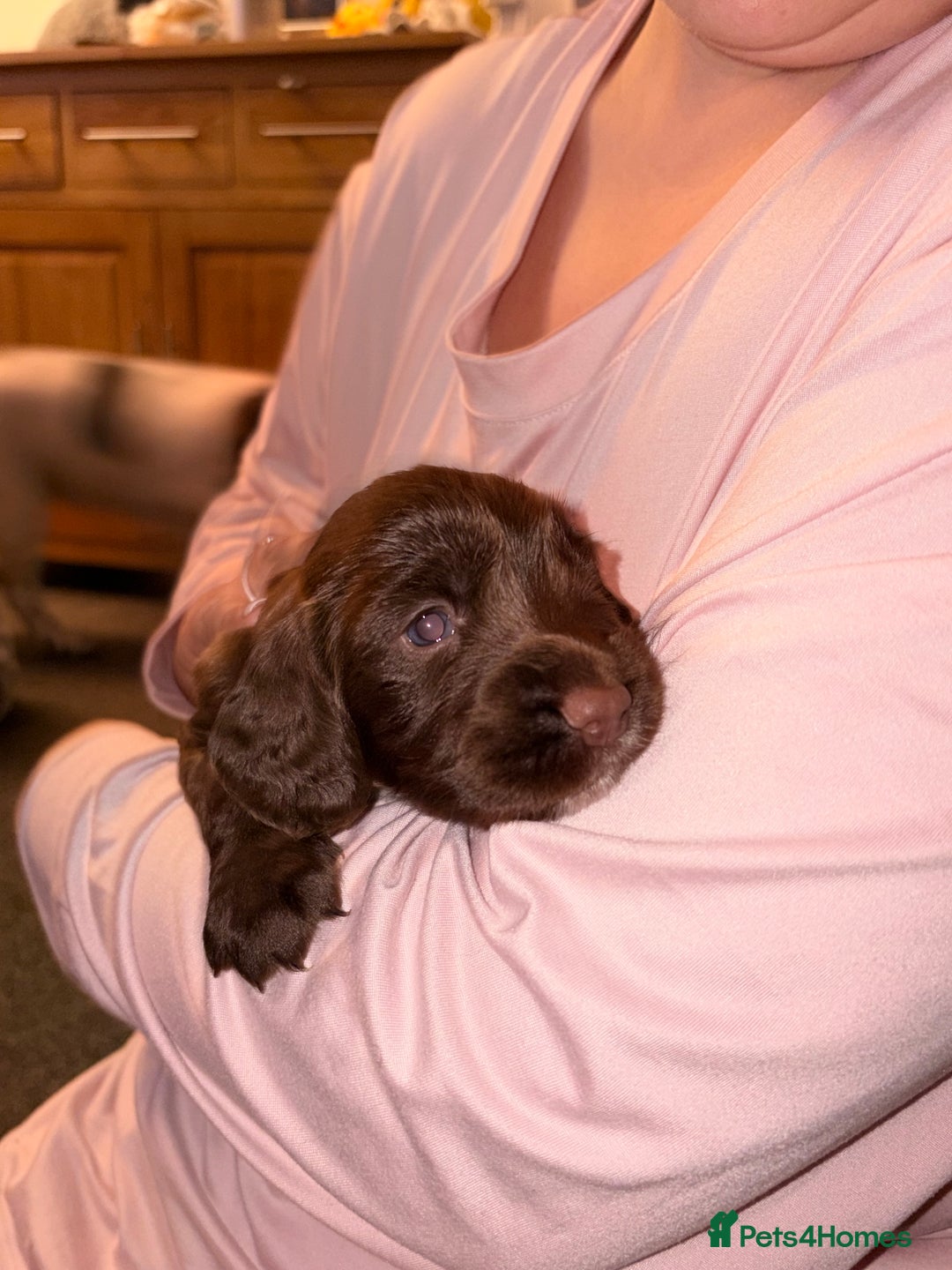 Sprocker dogs for sale: 9 Sprocker puppies  - Image 3