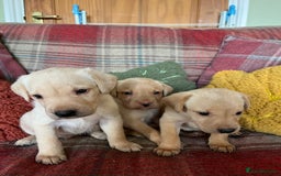 Labrador Retriever dogs for sale: Delightful Yellow Labradors Puppies - Image 9