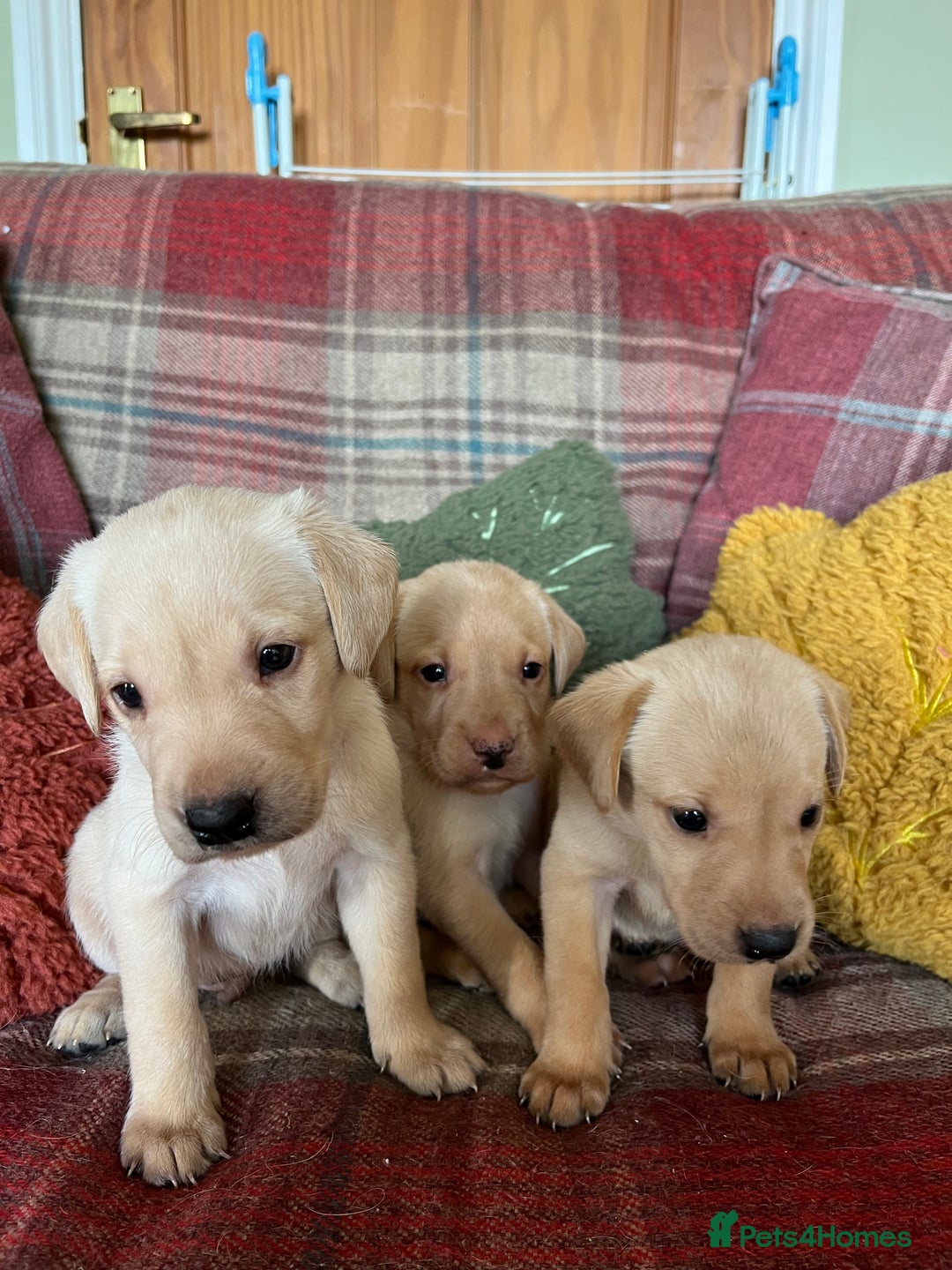 Labrador Retriever dogs for sale: Delightful Yellow Labradors Puppies - Image 9