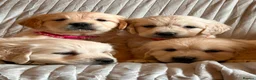 Golden Retriever dogs for sale: Wonderful litter health tested parents  - Advert 16