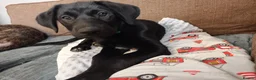 Mixed Breed dogs for sale: Puppies  - Advert 9