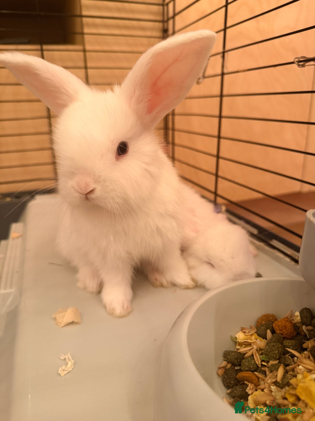 Mini Lop rabbits for sale: Mini lops. White with blue eyes or mixed colours.  - Advert 5