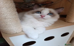 Ragdoll cats for sale: GCCF active registered female, championship bl  in Leyland - Image 2