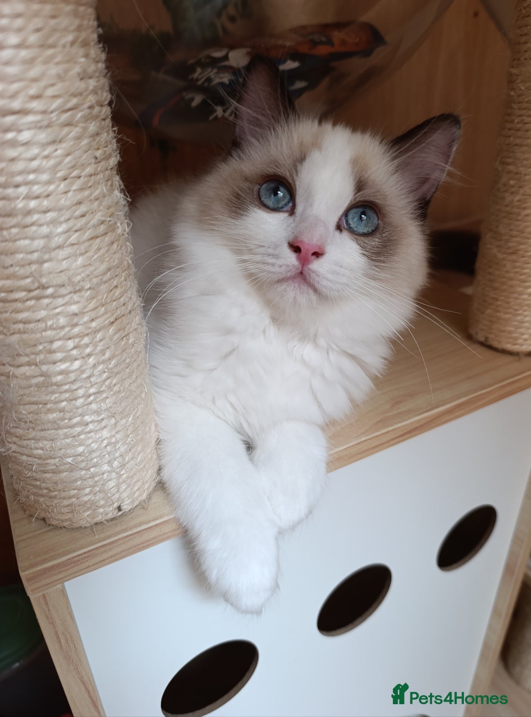 Ragdoll cats for sale: GCCF active registered female, championship bl  in Leyland - Image 2