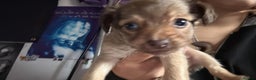 Mixed Breed dogs for sale: chihuahua mixed breed - Advert 17
