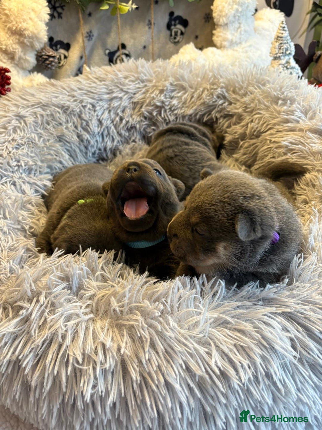 Mixed Breed dogs for sale: 🩷 STUNNING FRENCH CHOWS🩵 - Advert 10