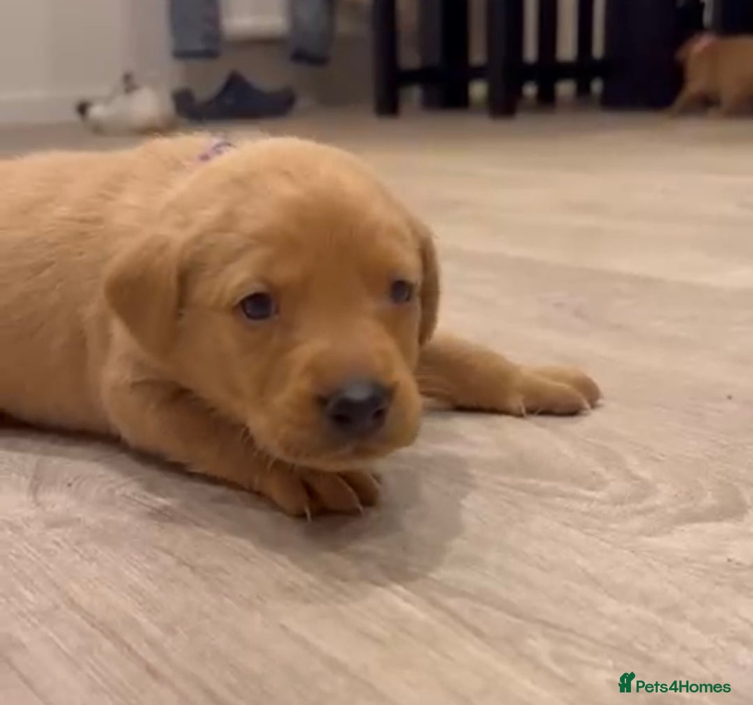 Labrador Retriever dogs for sale: Litter of 7 Fox Red Labrador Puppies - Advert 8