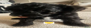 Schnoodle 6 💛 Black Girl with White chest 