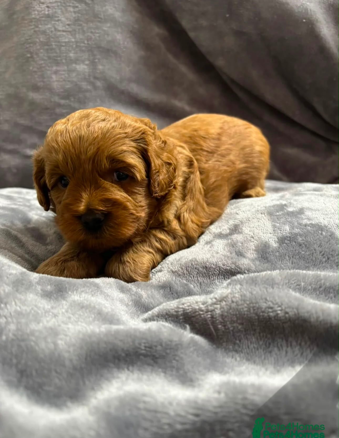 Poochon dogs 3 stunning little Toy Poochon boys left! - Advert 4
