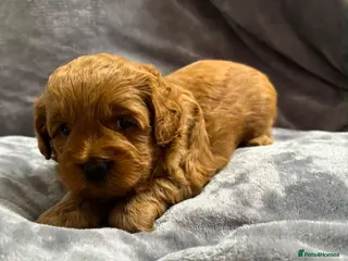 Poochon dogs 3 stunning little Toy Poochon boys left! - Advert 4