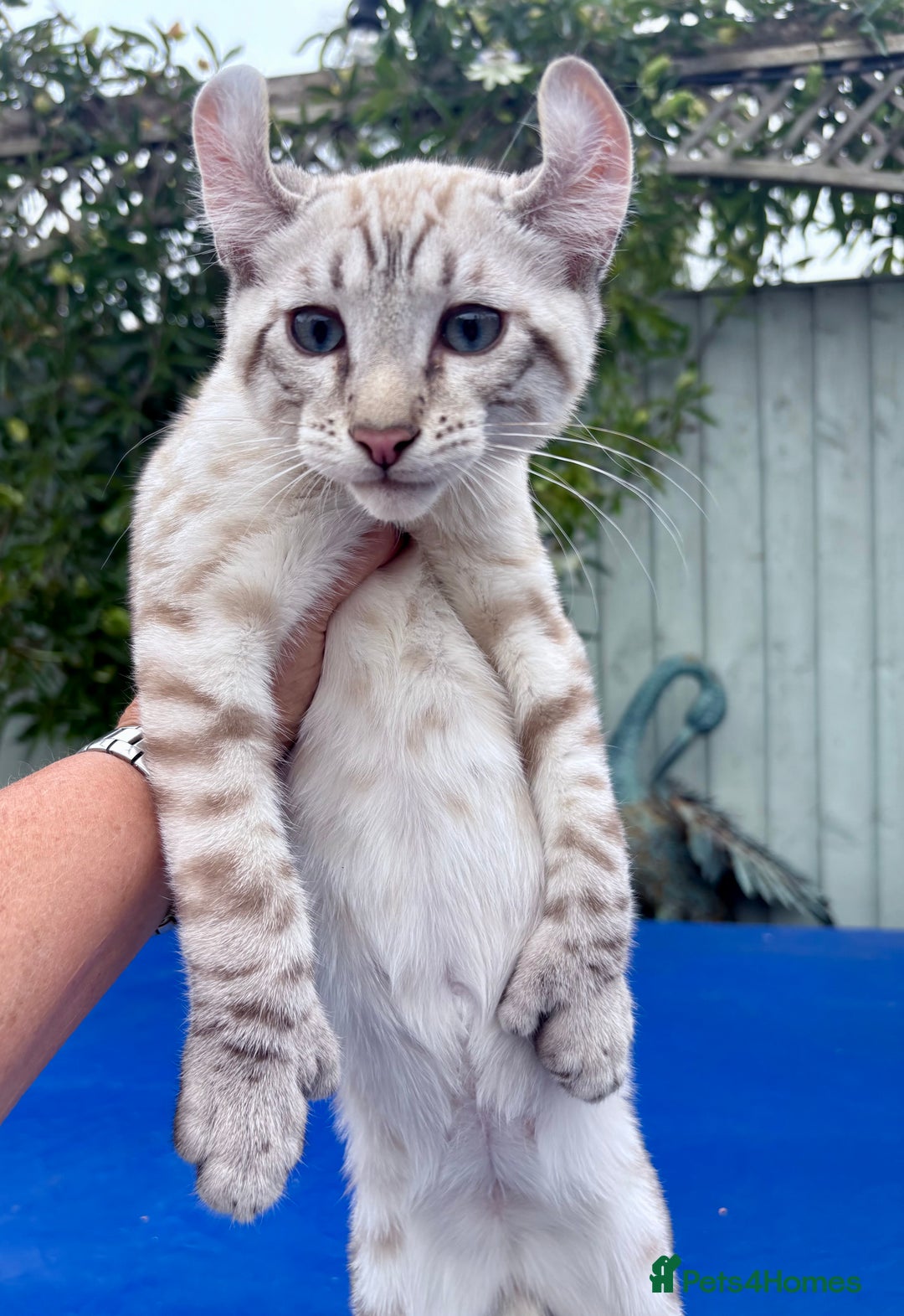 Keetso cats for sale: The best Keetso boy ever  - Image 17