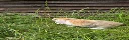 Mini Lop rabbits for sale: Rabits in Maldon - Advert 1