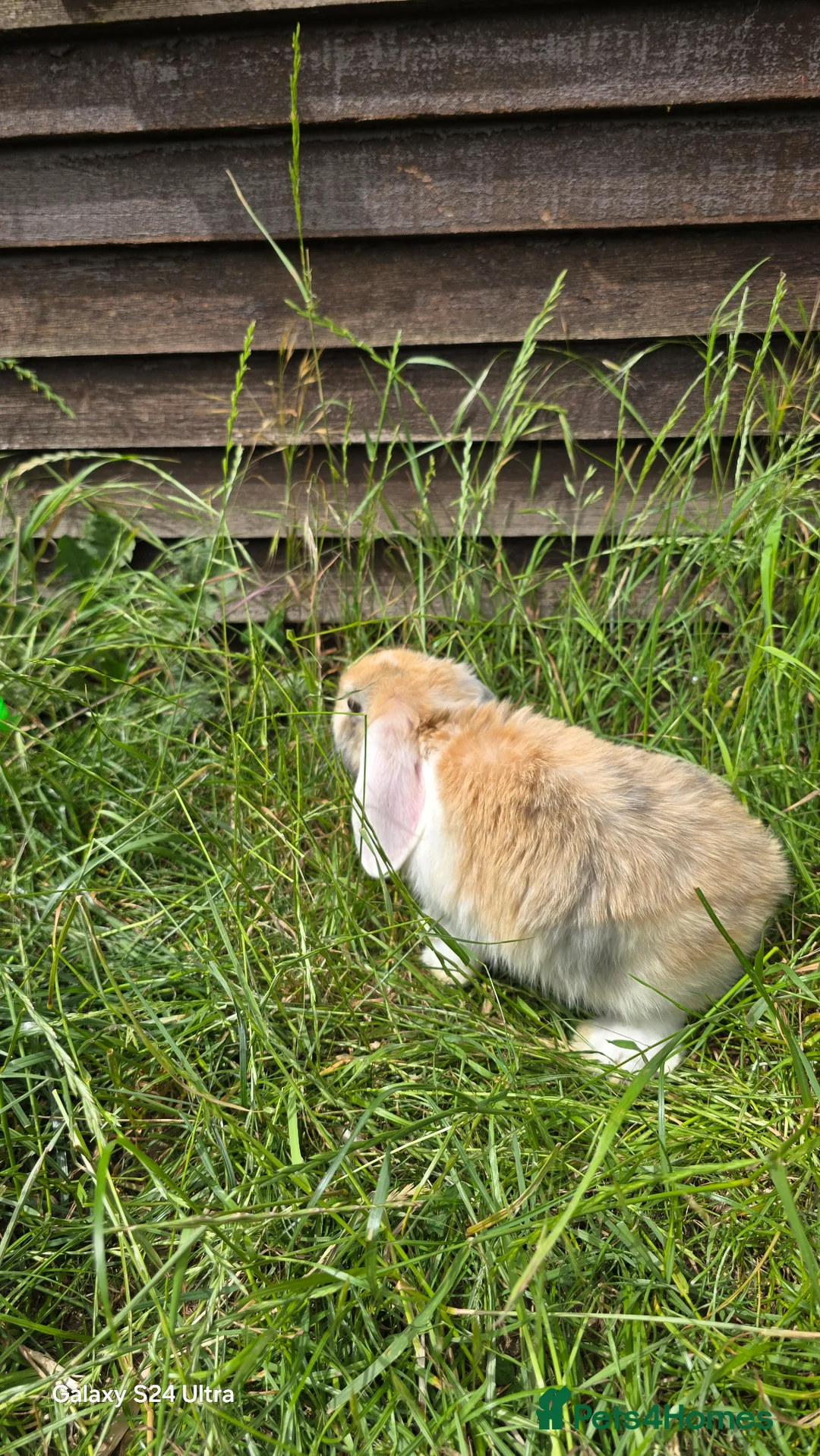 Mini Lop rabbits for sale: Rabits in Maldon - Advert 1