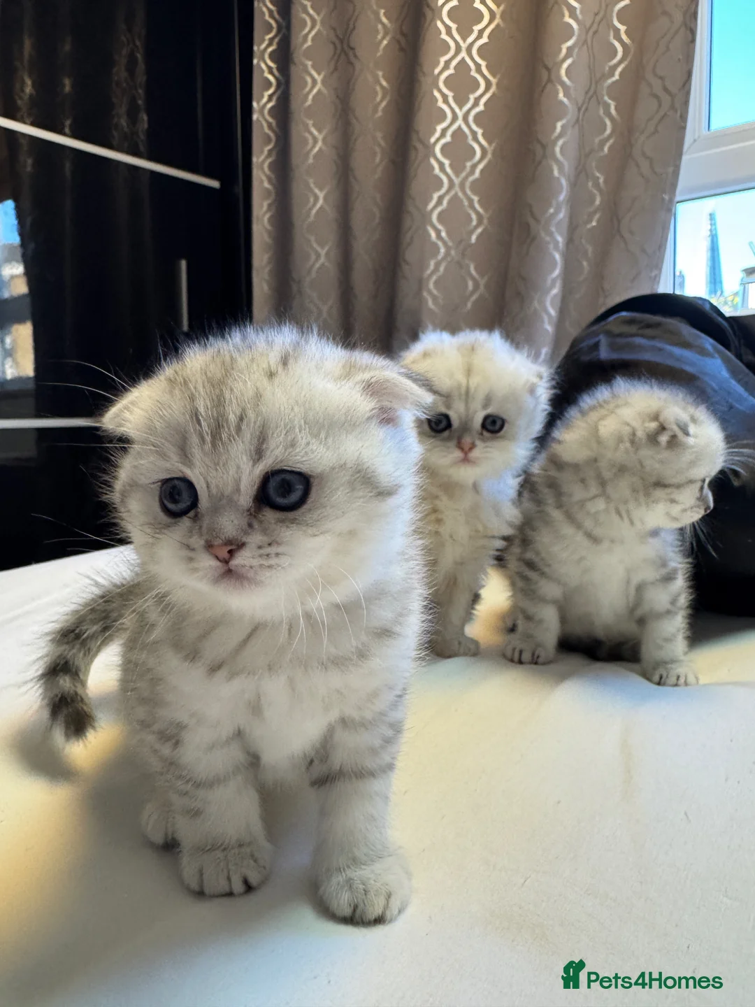 Scottish Fold cats for sale: CHINCHILLA SCOTTISH FOLD KITTEN ELEGANT & PLAYFUL  - Advert 40