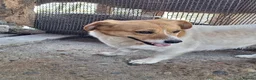Mixed Breed dogs for adoption: 🧡🐾 LALA – A SENSITIVE GIRL FOR A LOVING HOME🐾🧡 in Nottingham - Advert 5