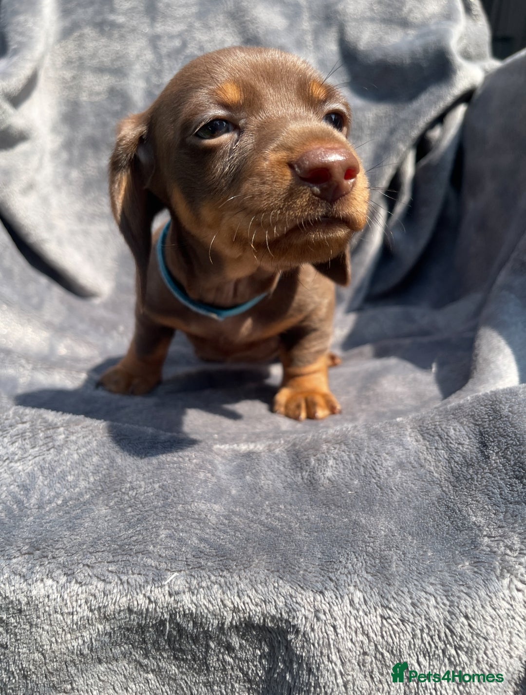 Miniature Dachshund dogs for sale: KC Reg Pedigree Mini Smooth Haired Dachshunds - Image 9