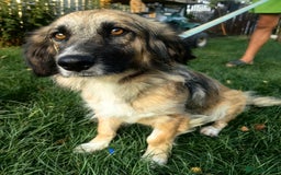 Mixed Breed dogs for adoption: Loving forever home needed for Carys  - Image 6