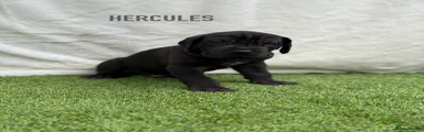 HERCULES