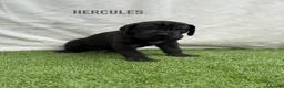 Great Dane dogs for sale: Chunky Great Dane puppies  - Advert 21