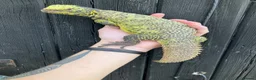Lizard reptiles for sale: Moroccan Uromastyx babies  - Advert 4