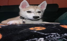 Siberian Husky dogs for sale: Husky puppy Male - Image 8