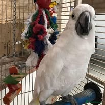 Cockatoo birds  cockatoo parrots for sale  - Advert 12