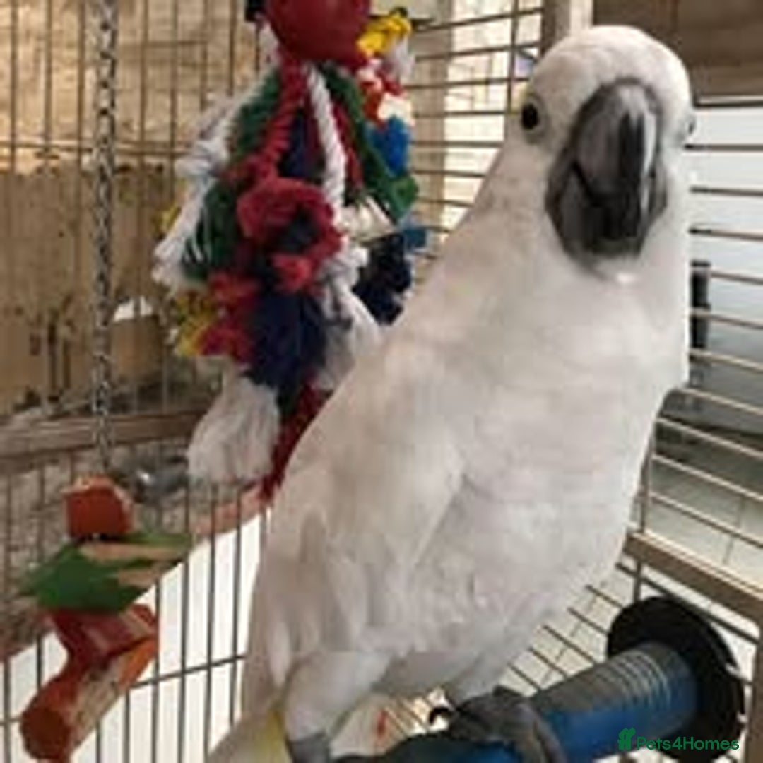 Cockatoo birds for sale:  cockatoo parrots for sale  - Advert 1